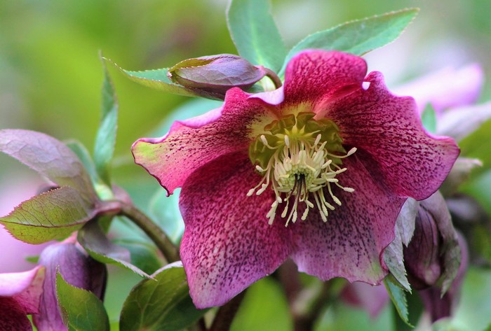 Close-up of a pink Hellebore flower with speckled petals