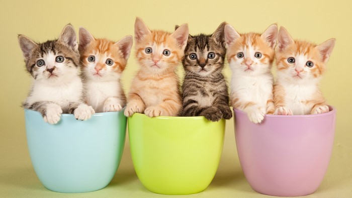 4K, cats, mammals, bowls, studio, kittens, feline