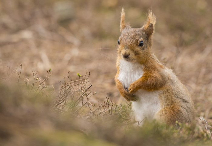 nature, mammals, animals, squirrel