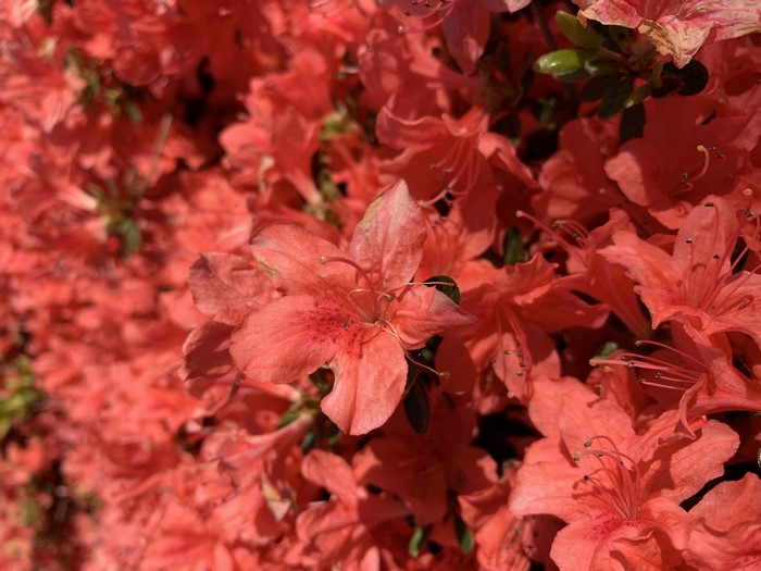 4K, flowers, plants, red flowers
