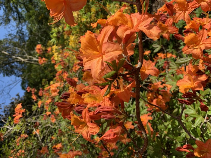 4K, plants, flowers, orange flowers
