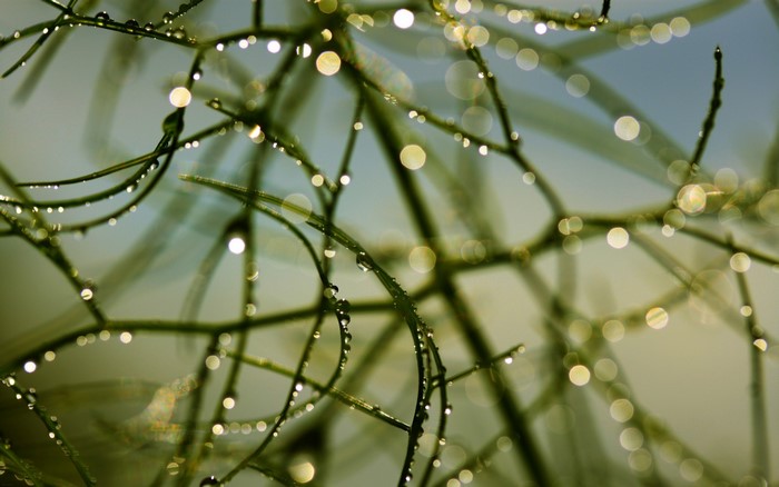 nature, stem, blue, plants, water drops, blurred, macro, green