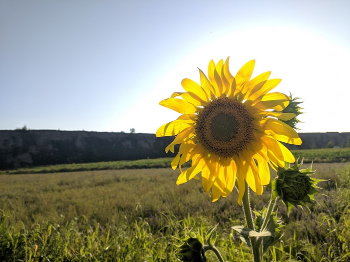 4K, flowers, nature, field, sunflowers, plants