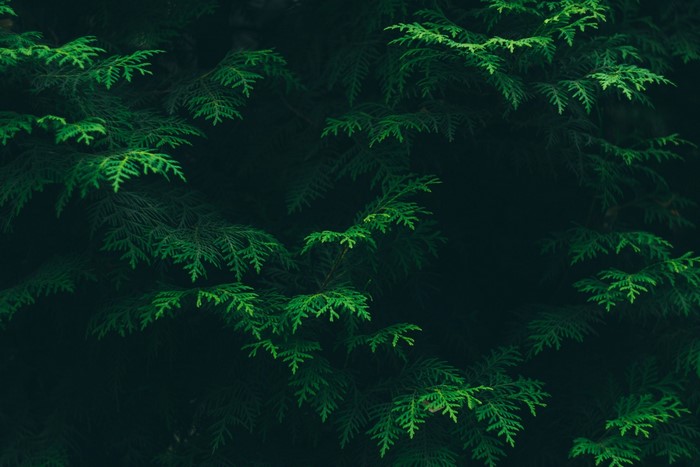 plants, soothing, leaves, trees, nature, green