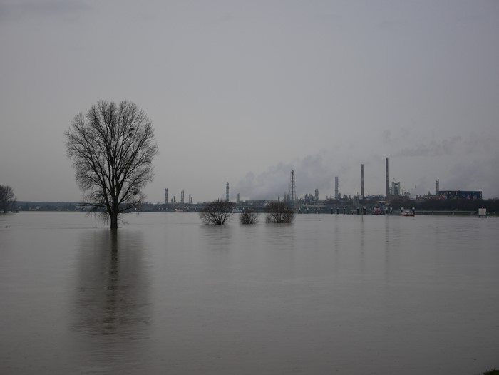 4K, nature, trees, flood