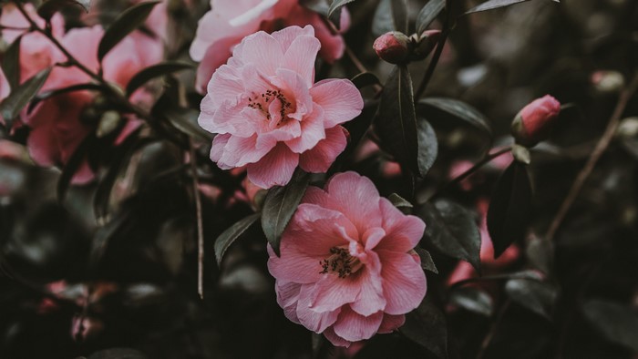 4K, pink flowers, rose, nature, flowers, plants, pink, Bushes, outdoors, wild rose