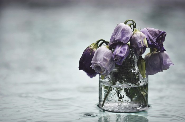 plants, flowers, women, glass
