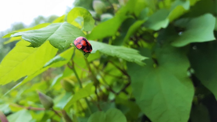 4K, ladybugs, animals, insect, plants, leaves, nature