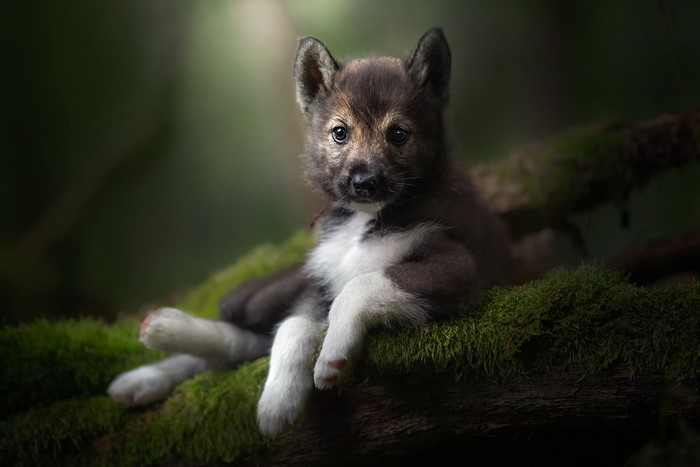 puppies, outdoors, mammals, nature, dog, animals