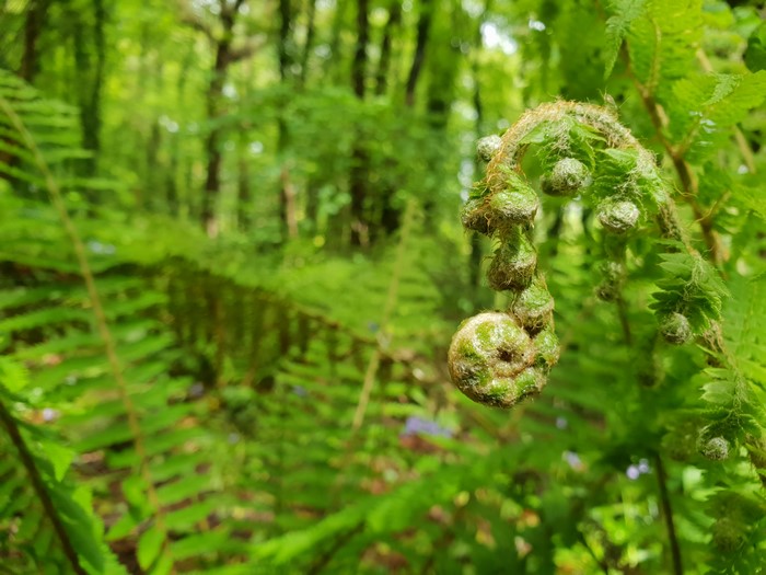 4K, nature, forest, plants, ferns