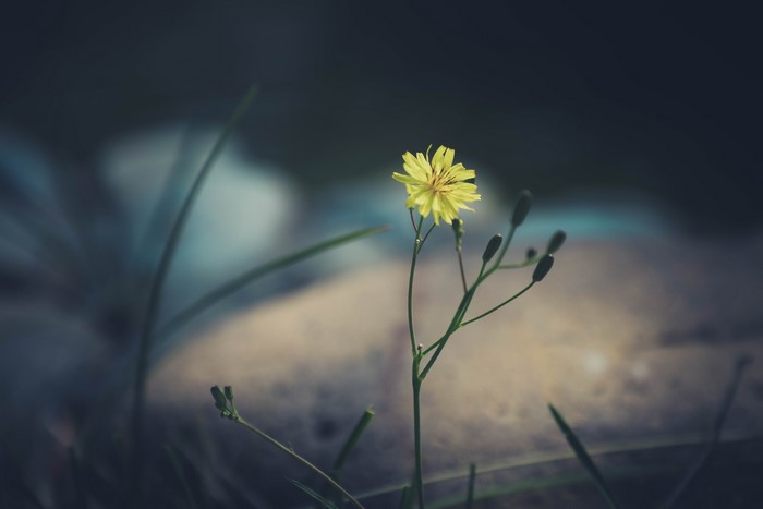 4K, plants, yellow flower, nature, flowers