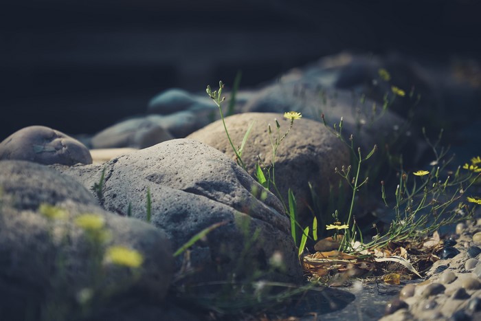4K, flowers, nature, rocks, outdoors, yellow flowers, plants