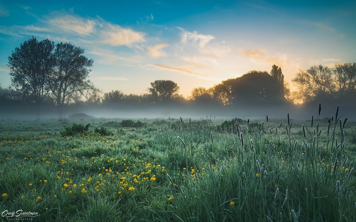 4K, UK, flowers, nature, trees, mist, outdoors, field, landscape, Craig Sweetman, England, sunrise, sunlight, plants