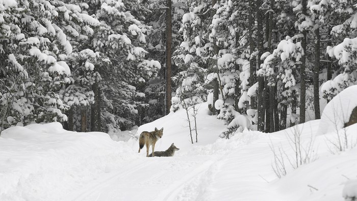forest, trees, wildlife, nature, snow, wolf, winter