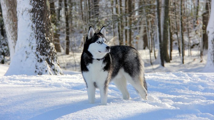 winter, dog, animals, snow, trees, looking away, depth of field, Siberian Husky