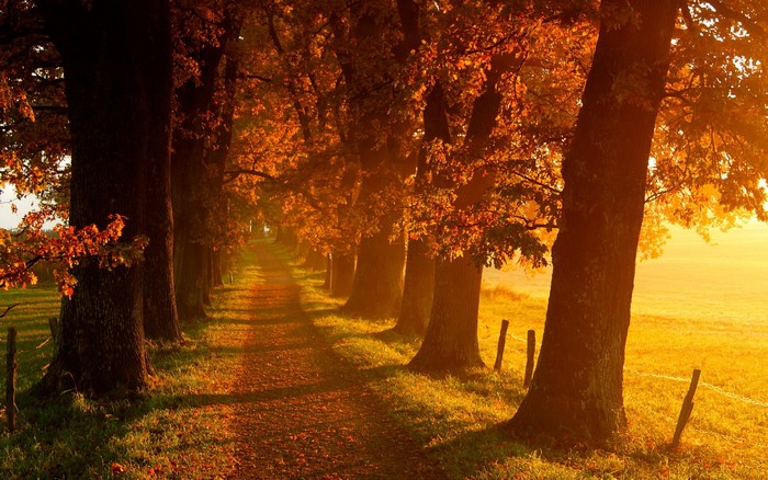 fall, oak trees, outdoors, sunlight, Connecticut, path, trees