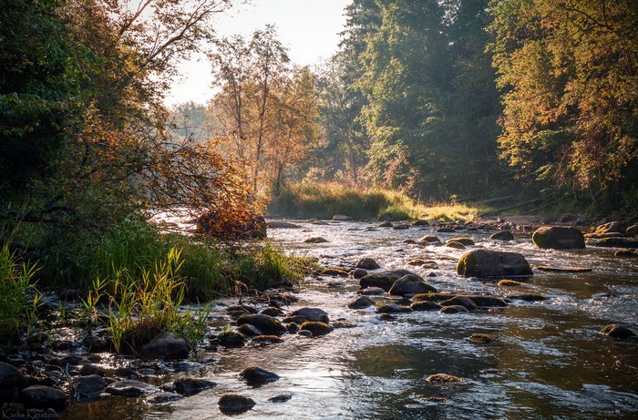 stream, landscape, photography, plants, rocks, trees, water, reeds, outdoors, warm, nature