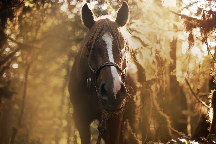 sunlight, outdoors, mammals, animals, horse