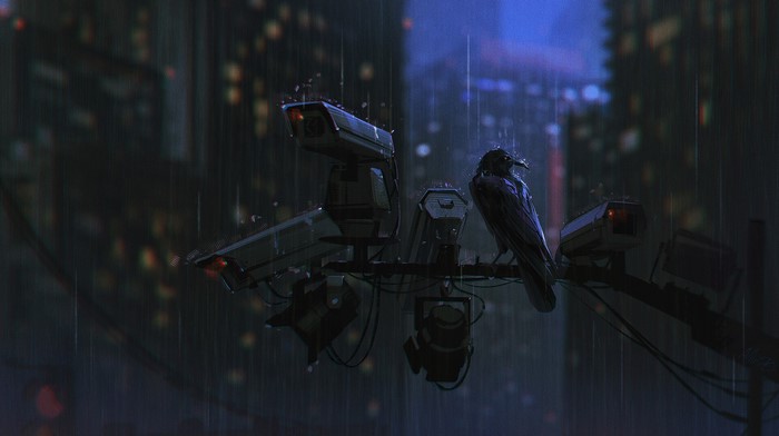 crow, camera, artwork, rain