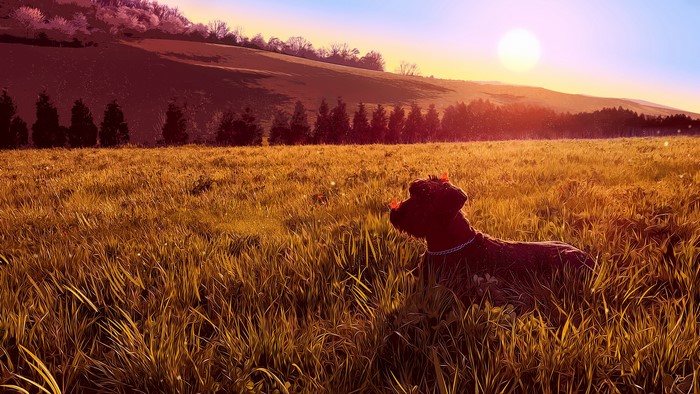 JoeyJazz, photography, digital art, dog