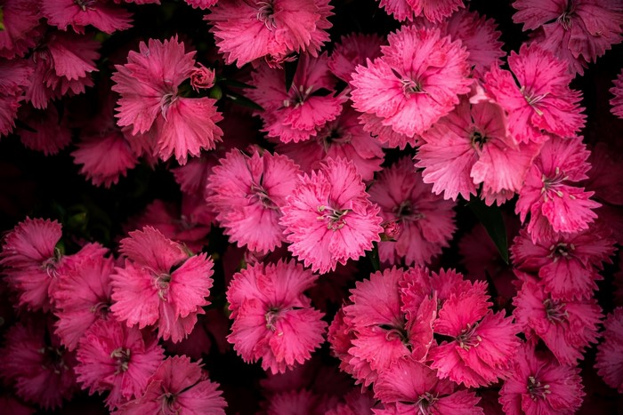 nature, plants, pink flowers, flowers