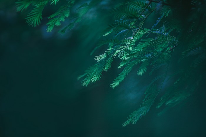 4K, pine trees, green, trees, closeup, nature, plants