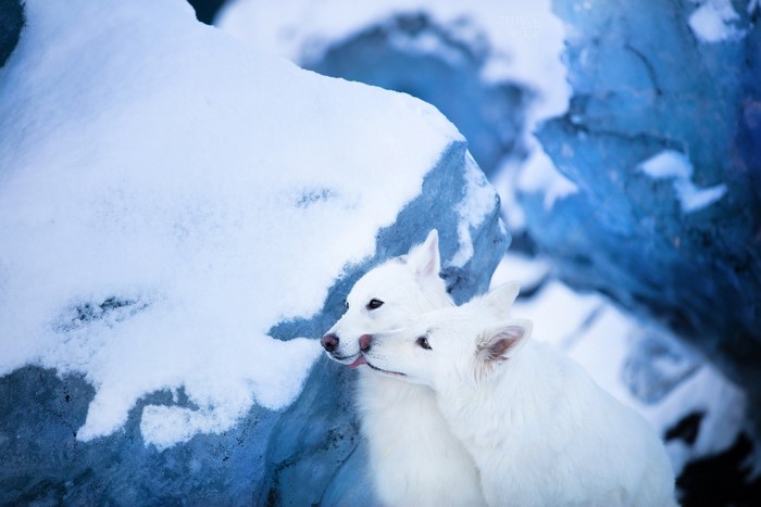 animals, outdoors, snow, winter, mammals, dog