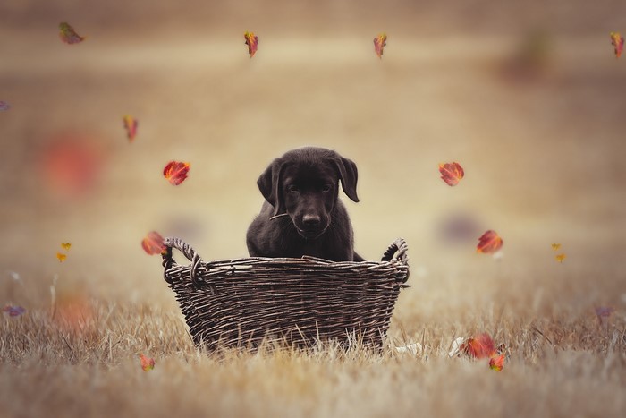 outdoors, baskets, dog, animals, mammals