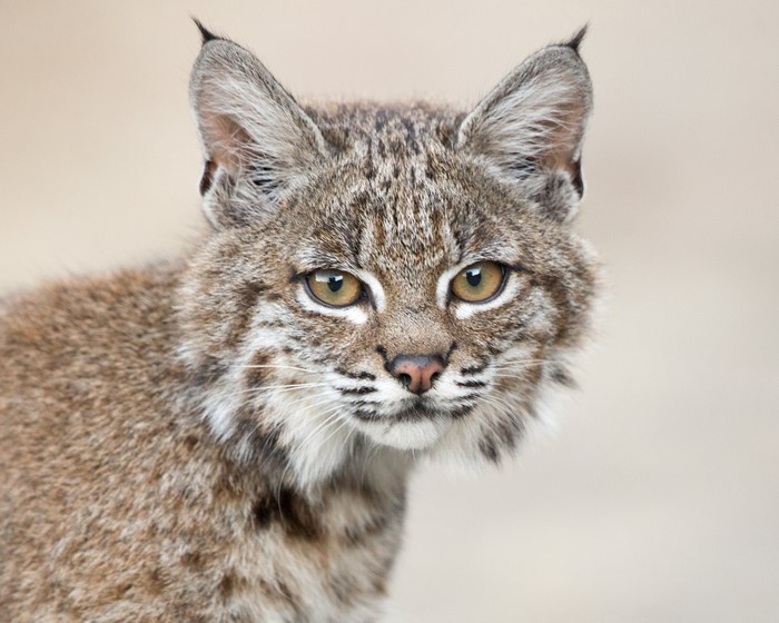cats, mammals, animals, feline