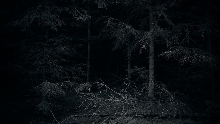 forest, dark, eerie, nature