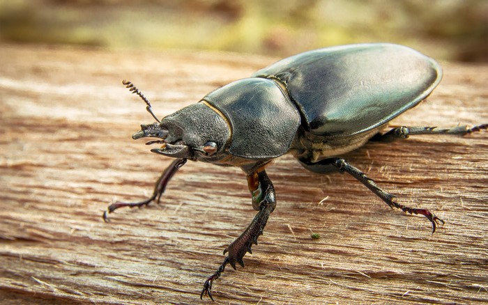 nature, lucanus cervus cervus, insect, Beetle, animals