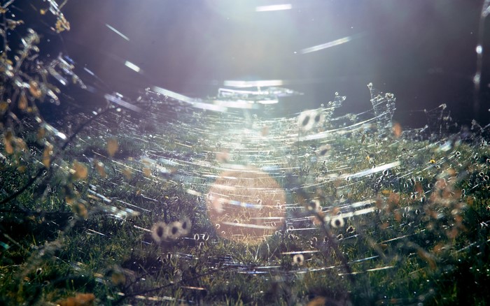 indian summer, spider webs, photography