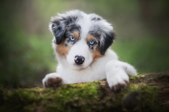outdoors, animals, mammals, dog, blue eyes