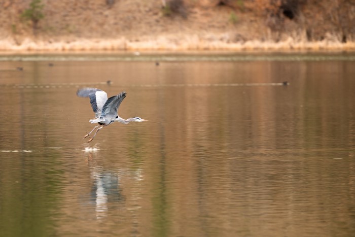 4K, animals, water, birds, wildlife, nature, cranes (bird)