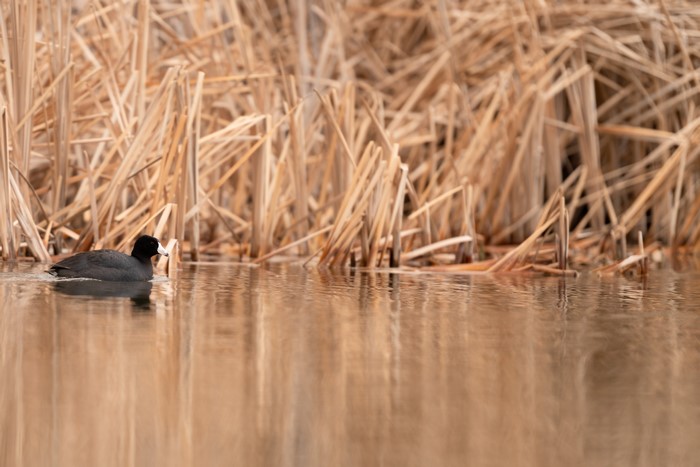 4K, reed, water, nature, duck