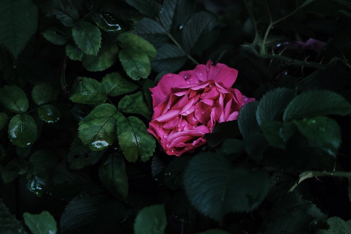 nature, flowers, water drops, leaves