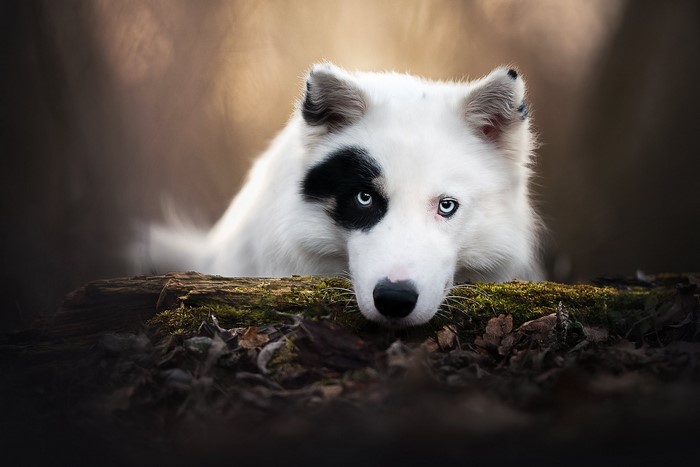 mammals, animals, nature, dog