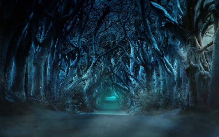 photo manipulation, jungle, landscape, tree stump, forest way, horizon, Northern Ireland, nature, forest