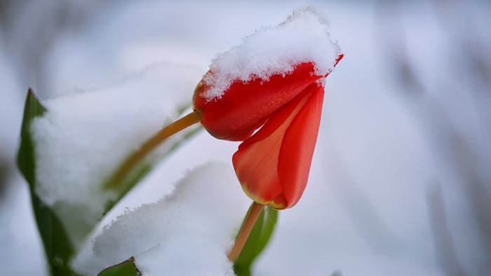 4K Red Tulips Covered in Snow