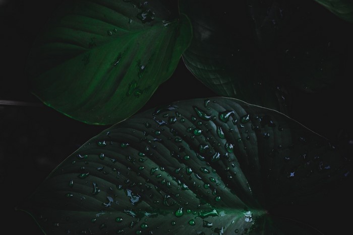 nature, water drops, leaves