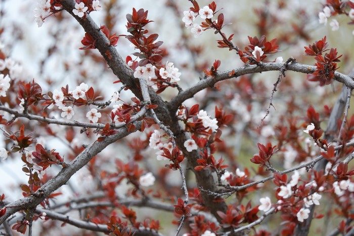 4K, plants, nature, spring, branch, flowers, blossom, tree trunk
