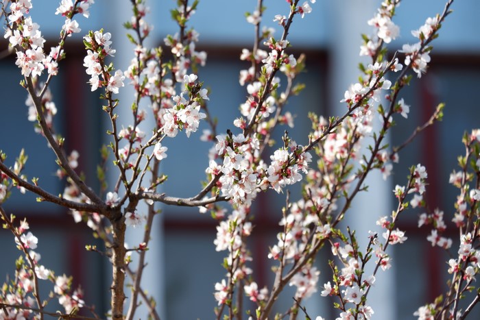 4K, blossom, tree trunk, plants, flowers, nature, spring, branch