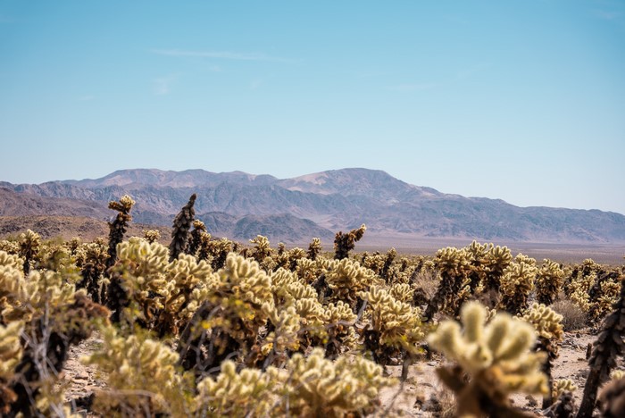 4K, landscape, desert, nature, California, USA