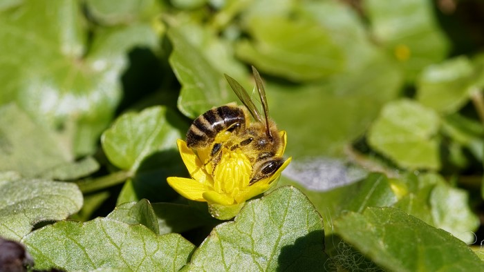 4K, yellow, nature, insect, flowers, yellow flower, leaves, bees