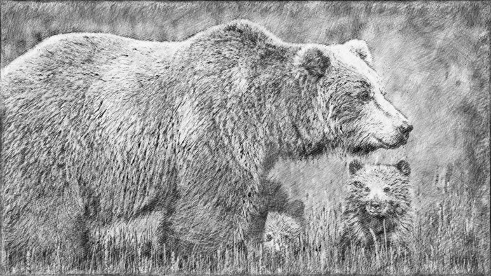 4K, bears, pencil drawing, drawing, animals, artwork