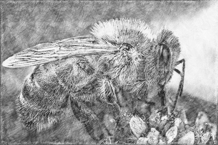 4K, pencil drawing, bees, drawing, artwork