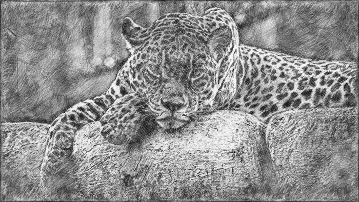 4K, artwork, pencil drawing, drawing, leopard