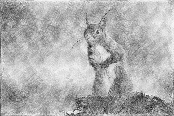 4K, drawing, artwork, squirrel, pencil drawing
