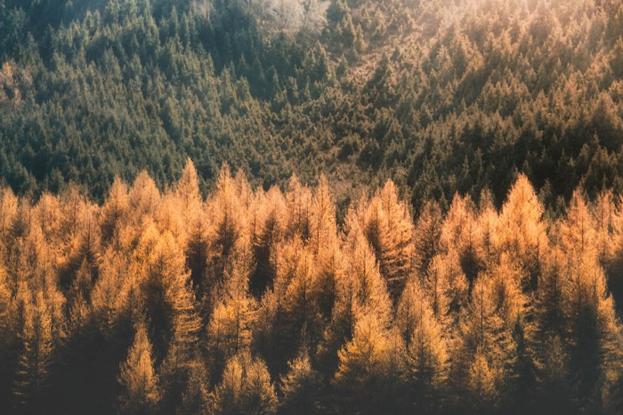 4K, outdoors, fall, plants, nature, trees