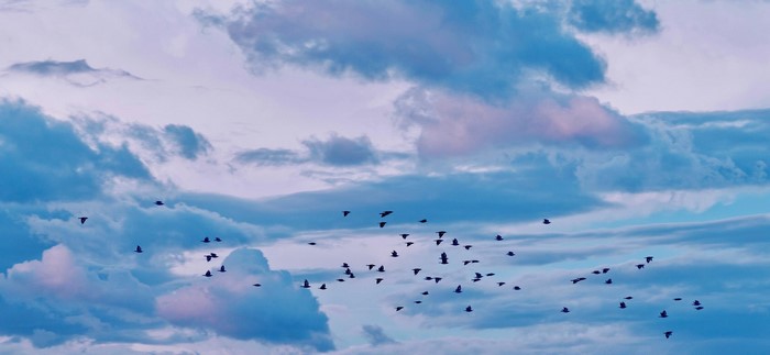 bird of prey, nature, Cloud Atlas
